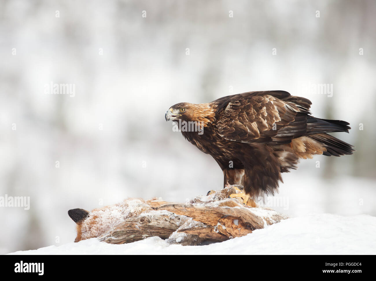 Golden Eagle Hunting Stock Photos Golden Eagle Hunting