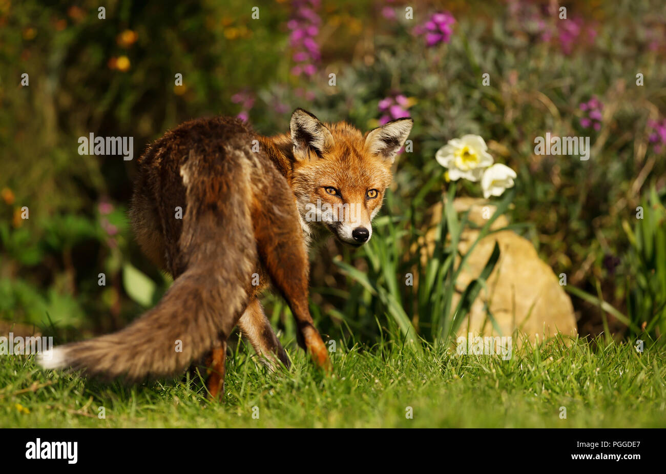 Close-up of a Red Fox standing in the back garden in spring, UK. Stock Photo