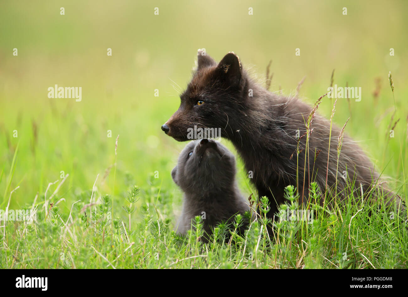 Close-up of Female Arctic fox with a cute little cub sitting in the grass, summer in Iceland. Stock Photo