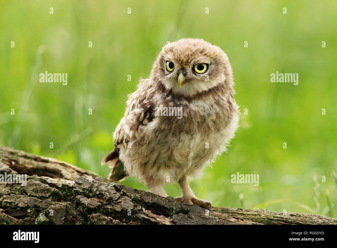 Close-up of a Juvenile Little owl perching on a tree log against green background, UK. Stock Photo