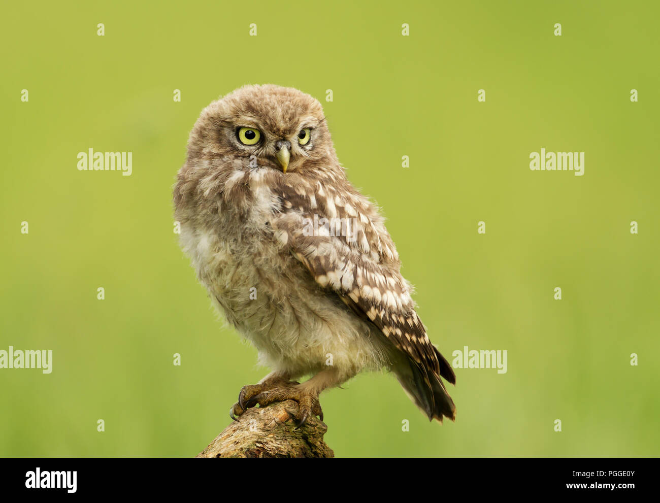 Close-up of a Juvenile Little owl perching on a post against green background, UK. Stock Photo