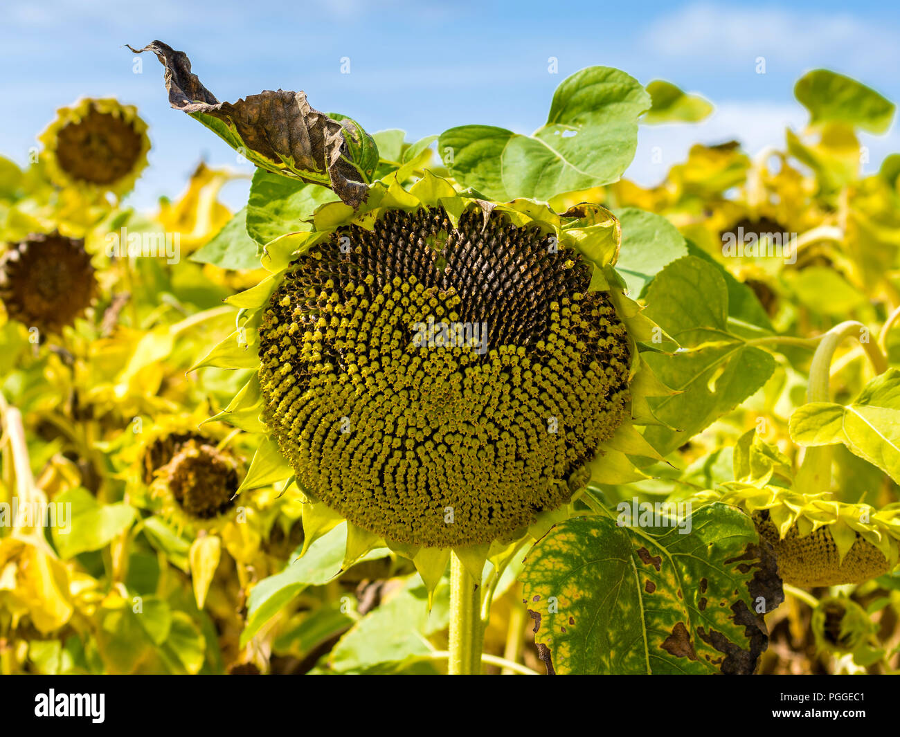 Sunflower seed head hires stock photography and images Alamy