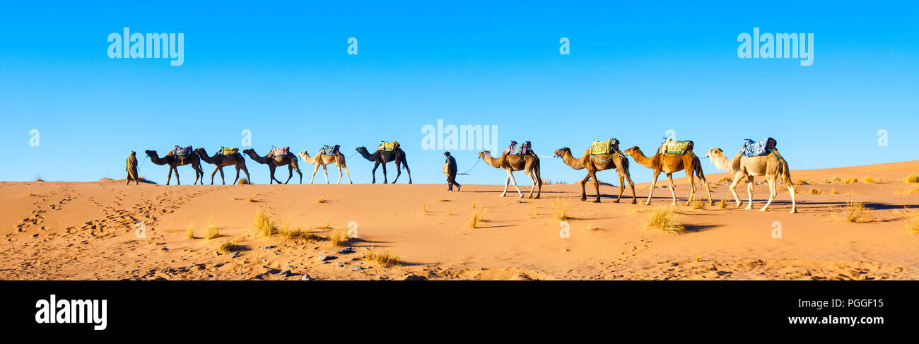 Morocco Sahara Desert camel caravan. Panorama. Bright blue sky with copy space. Stock Photo