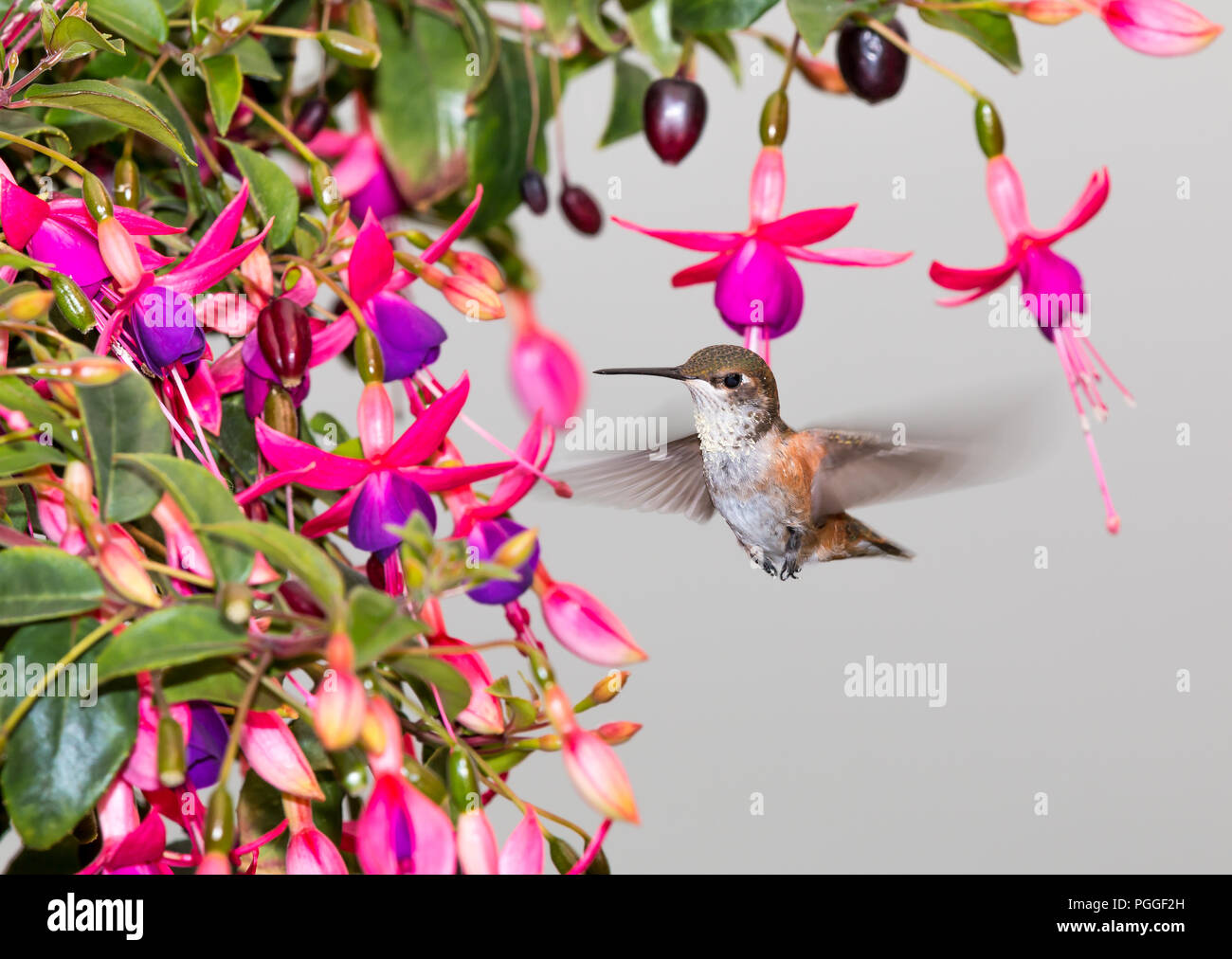 A Rufous hummingbird 'Selasphorus rufus ' Sips nectar from fuchsia flowers. Stock Photo