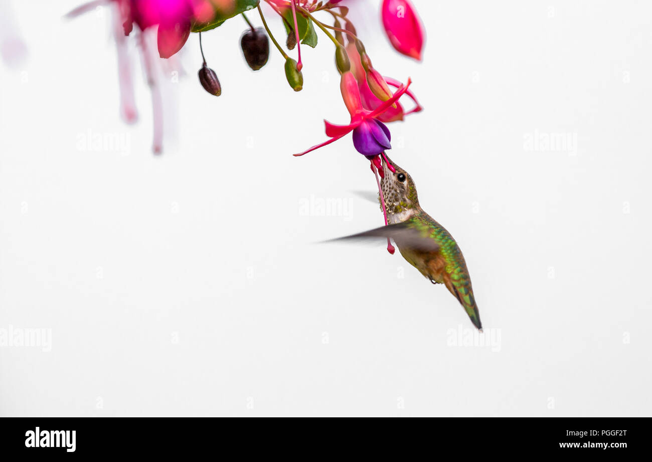 A Rufous hummingbird 'Selasphorus rufus ' Sips nectar from fuchsia flowers. Stock Photo