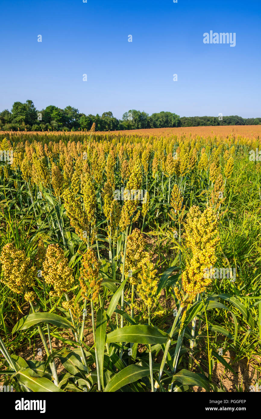 Field of ripe Millet crop (Panicum miliaceum), France Stock Photo