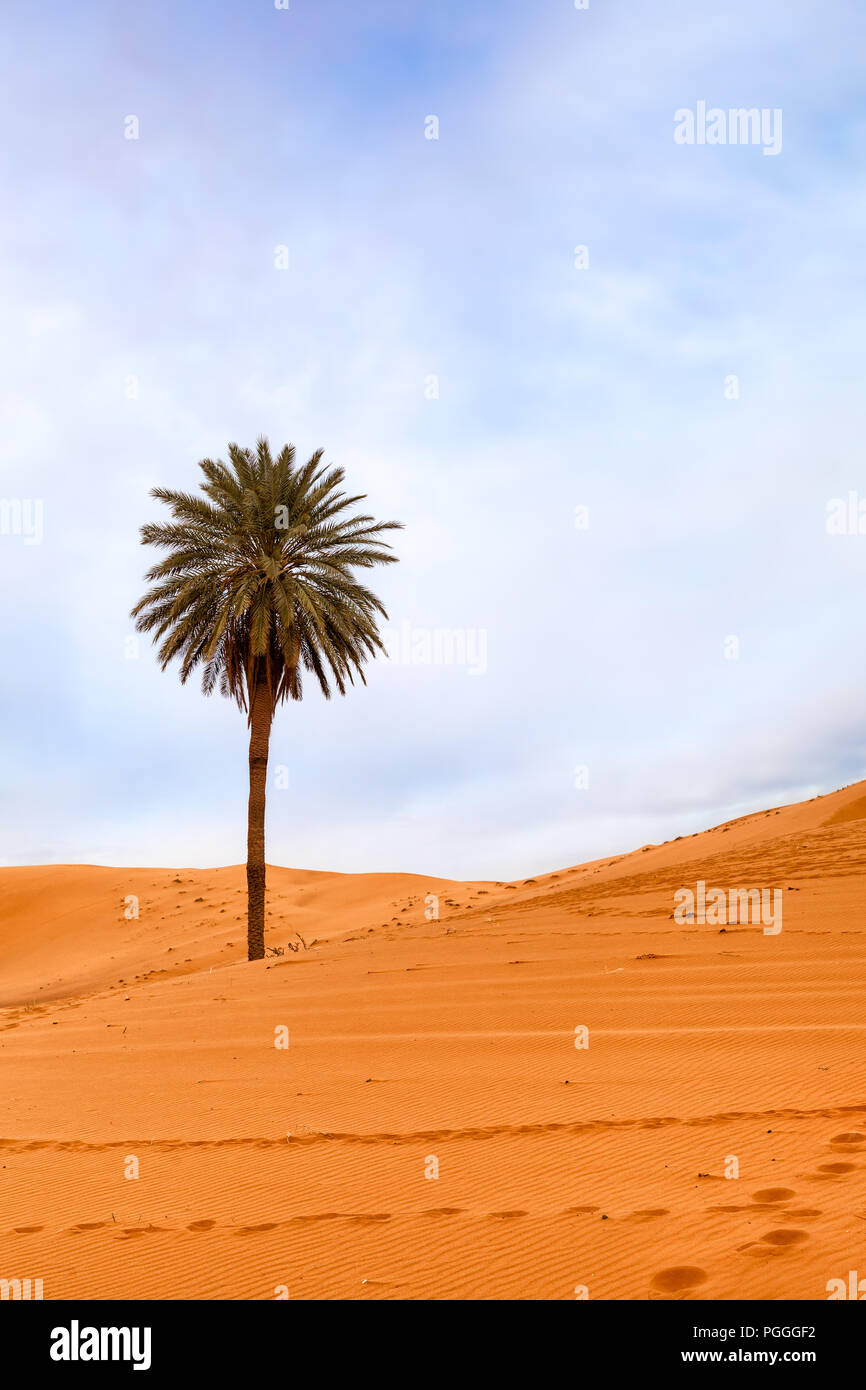 Morocco single giant palm tree in the Sahara desert sand dunes. Stock Photo