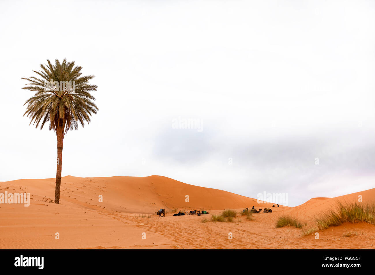 Morocco single giant palm tree in the Sahara desert sand dunes. People and camels show scale of the huge tree. Stock Photo