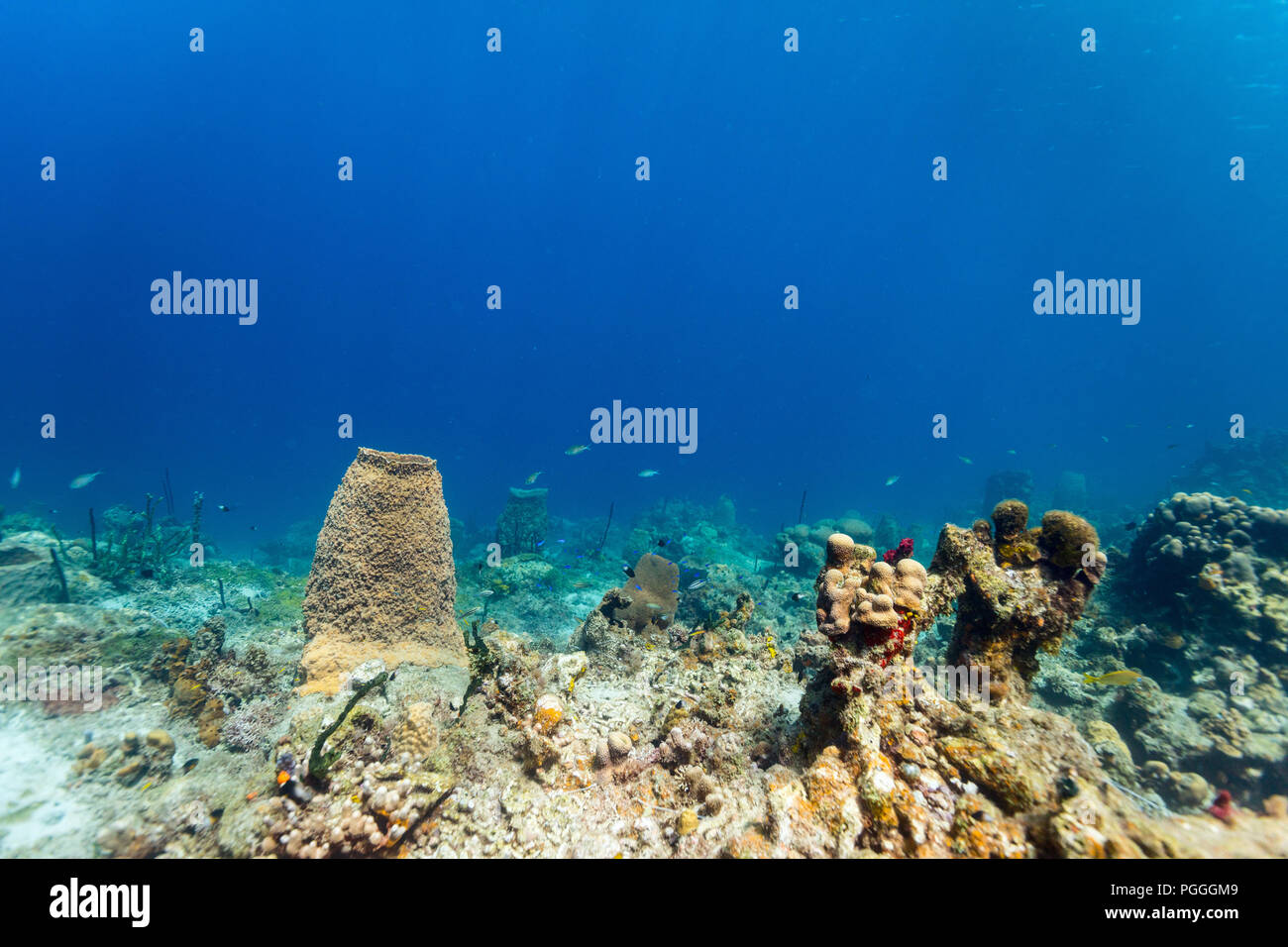 Beautiful colorful coral reef and tropical fish underwater in St Lucia Caribbean Stock Photo