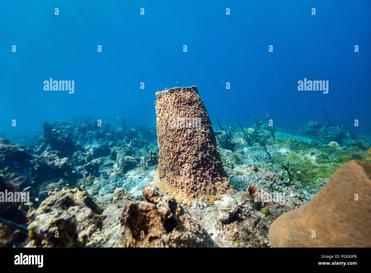 Beautiful colorful coral reef and tropical fish underwater in St Lucia Caribbean Stock Photo