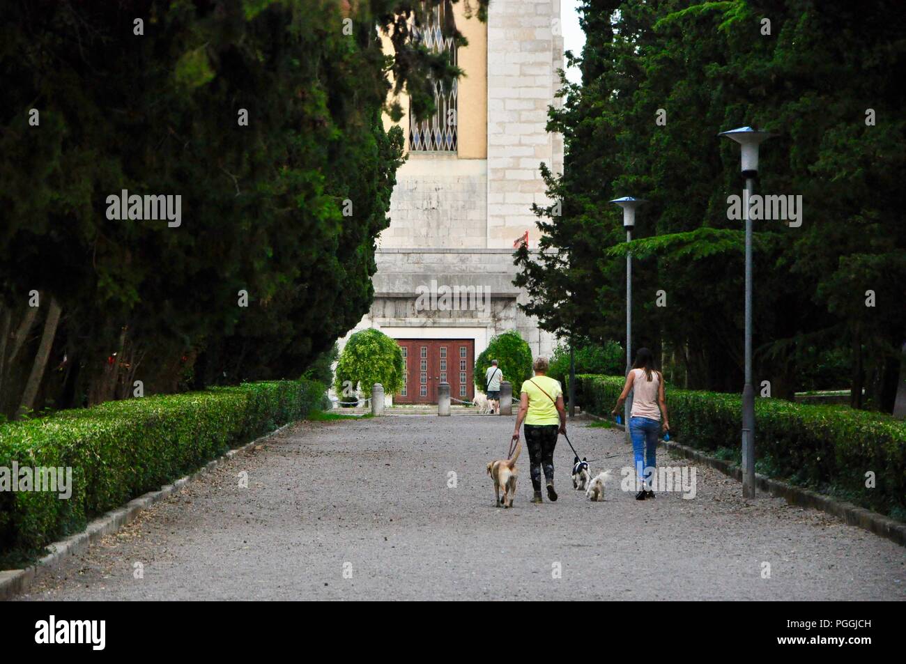 two women walking three dogs in the parkp Stock Photo - Alamy