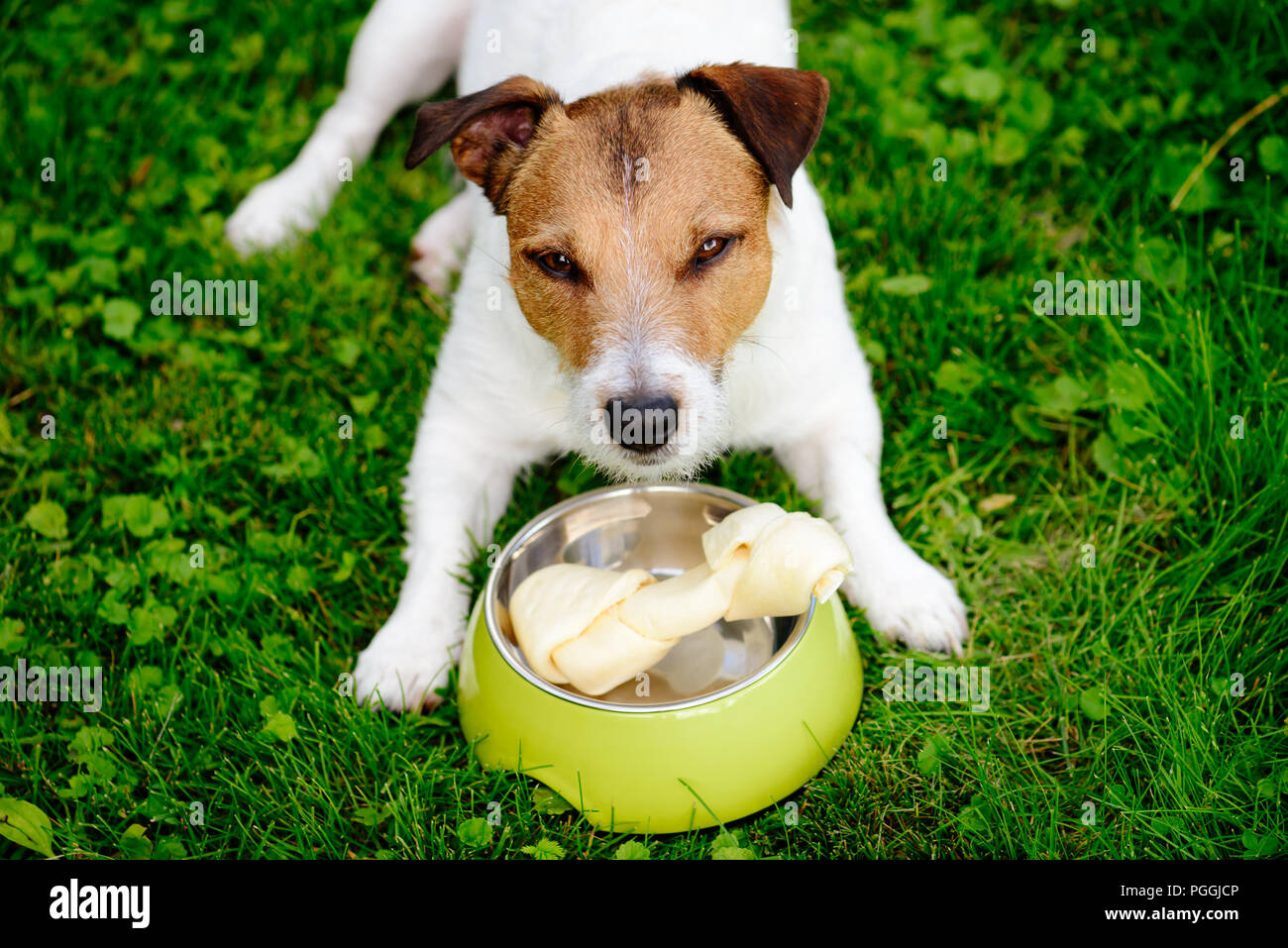 Dog lying on grass guards rawhide bone in doggy bowl Stock Photo Alamy