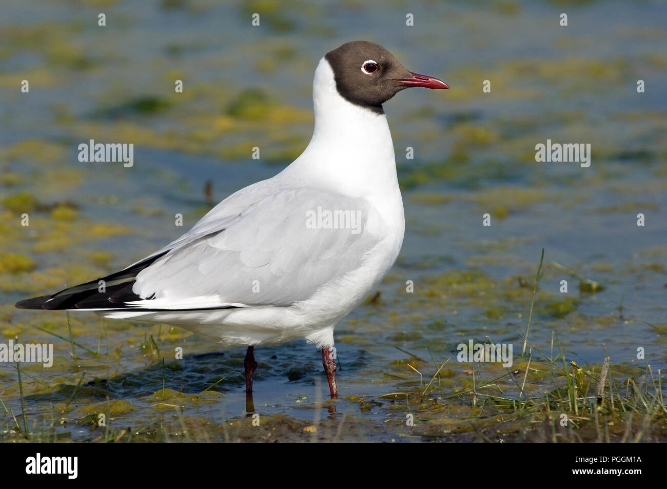 Black Headed Gull Chroicocephalus Ridibundus Mouette Rieuse Stock Photo Alamy