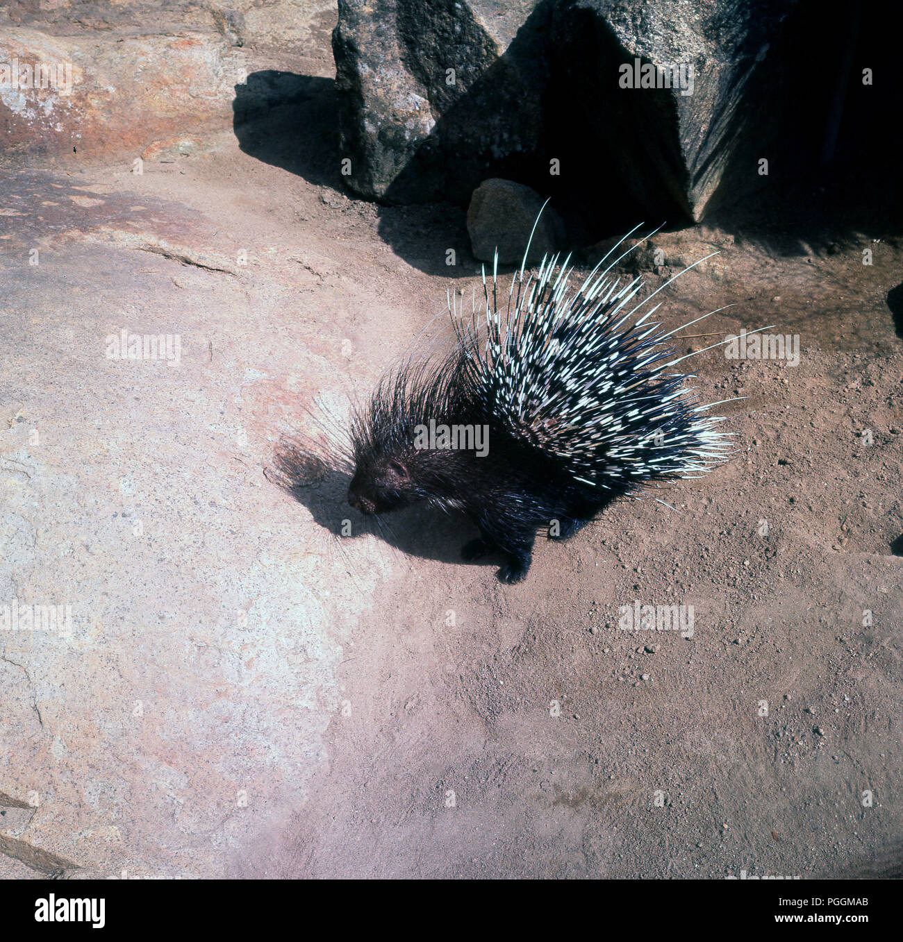 1960s, view from above of an old world porcupine on dusty ground, showing  its sharp spines or quills that protect it from predators Stock Photo -  Alamy