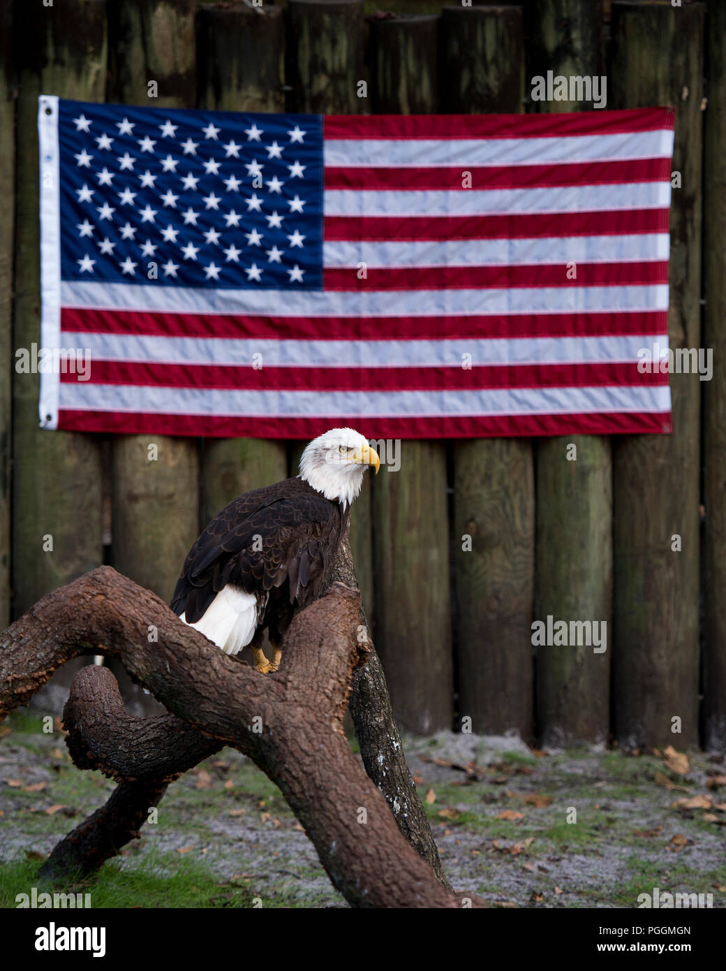 Bald Eagle bird and  American Flag. Stock Photo