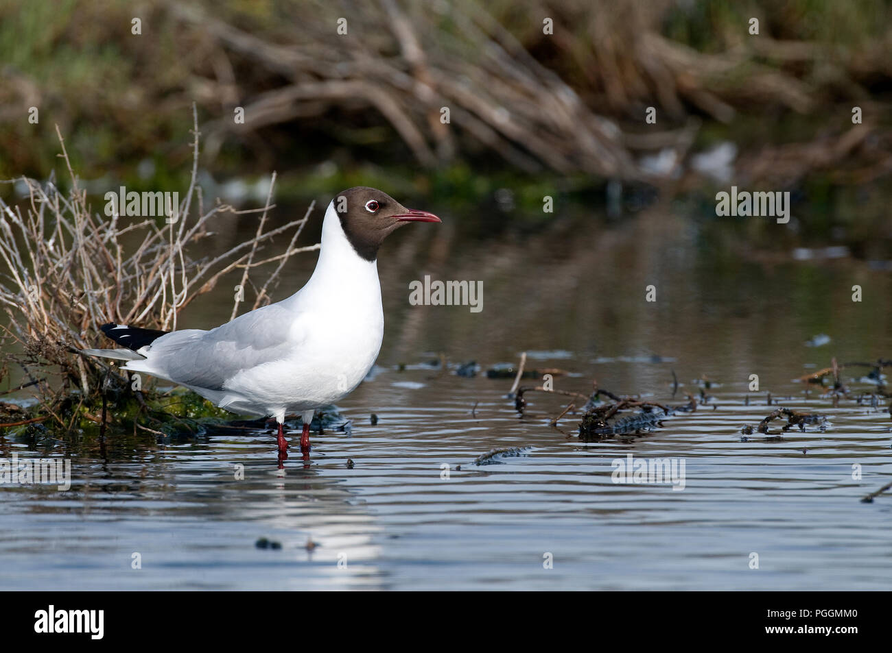 Mouette Rieuse High Resolution Stock Photography And Images Alamy