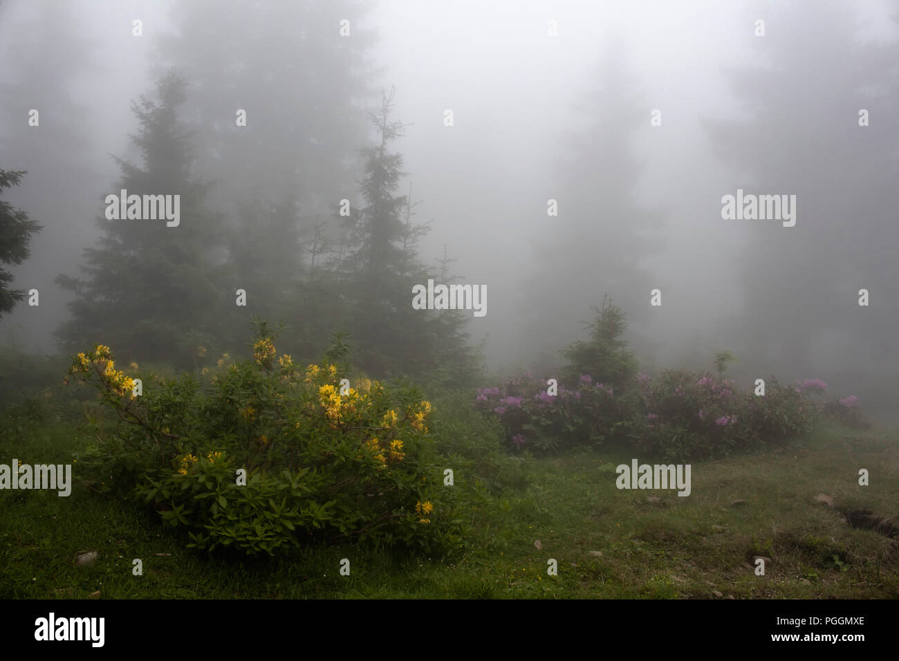 Pine trees, mountain roses (Rhododendron luteum and ponticum) and grass field in fog. The image is captured in the mountain called Sis of Trabzon city Stock Photo