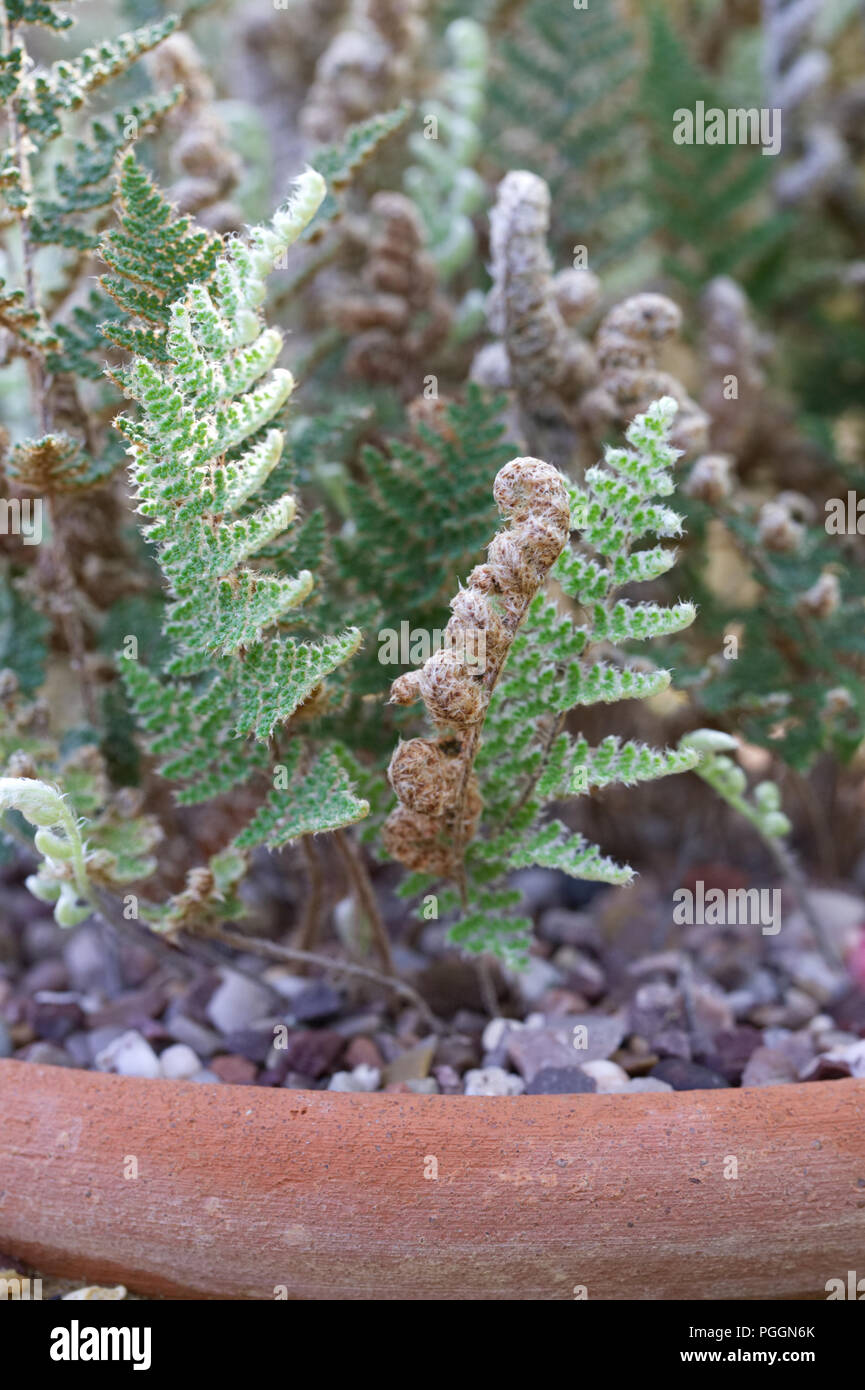 Cheilanthes tomentosa plant. Stock Photo