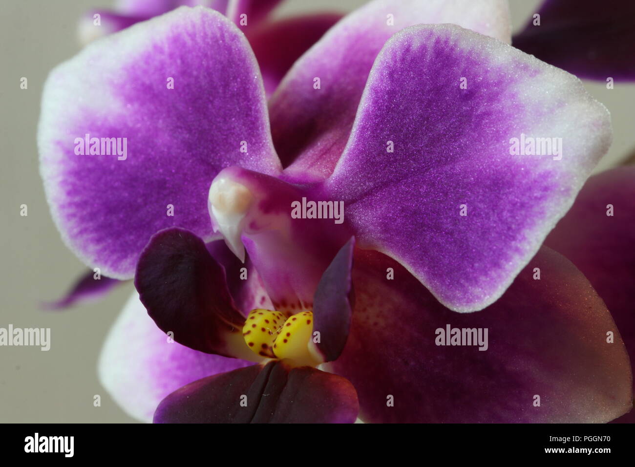 Orchid Flower Macro (Close up) Stock Photo