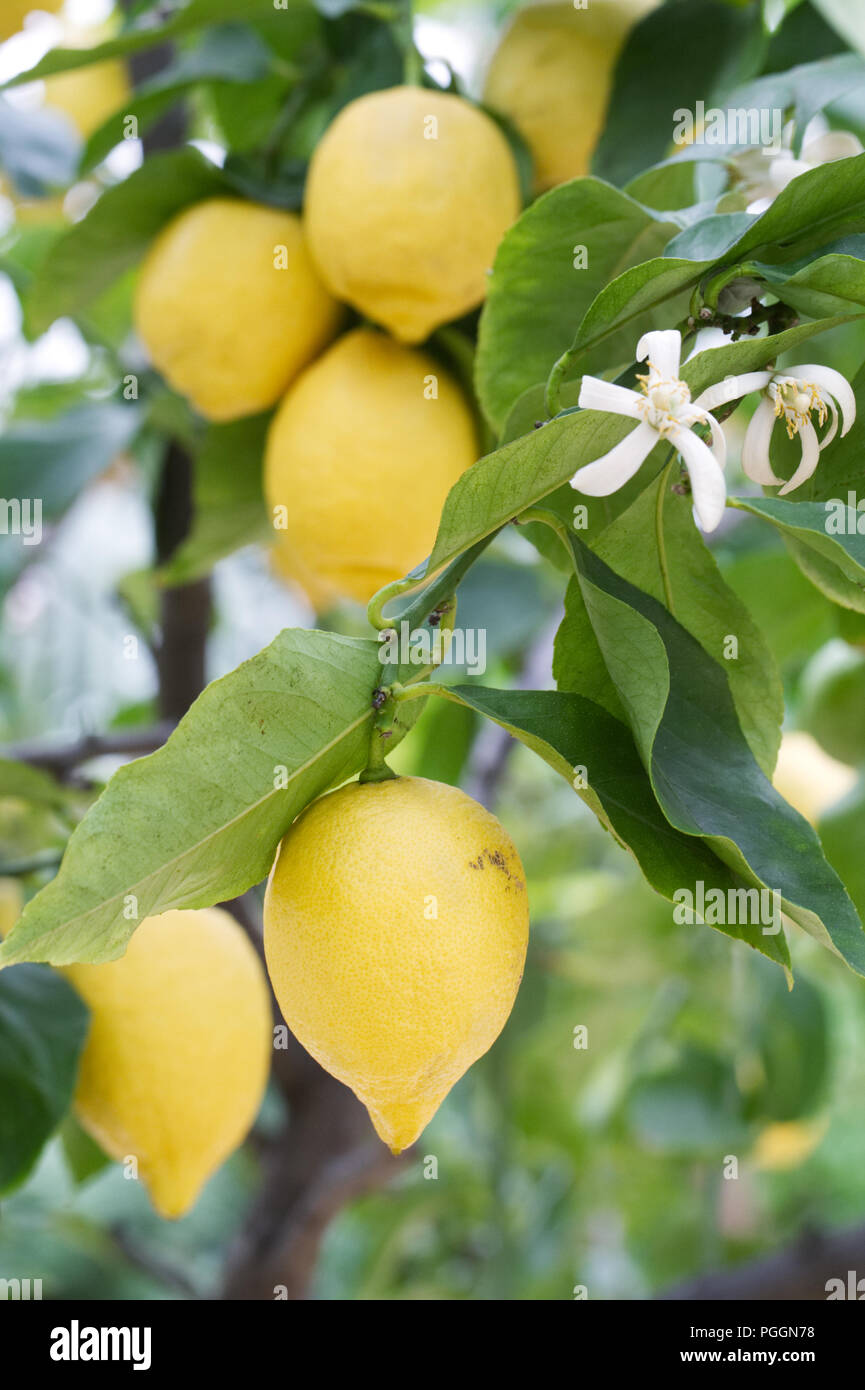 Citrus × limon 'Four Seasons'. Lemon fruiting indoors at RHS Wisley Gardens. Stock Photo