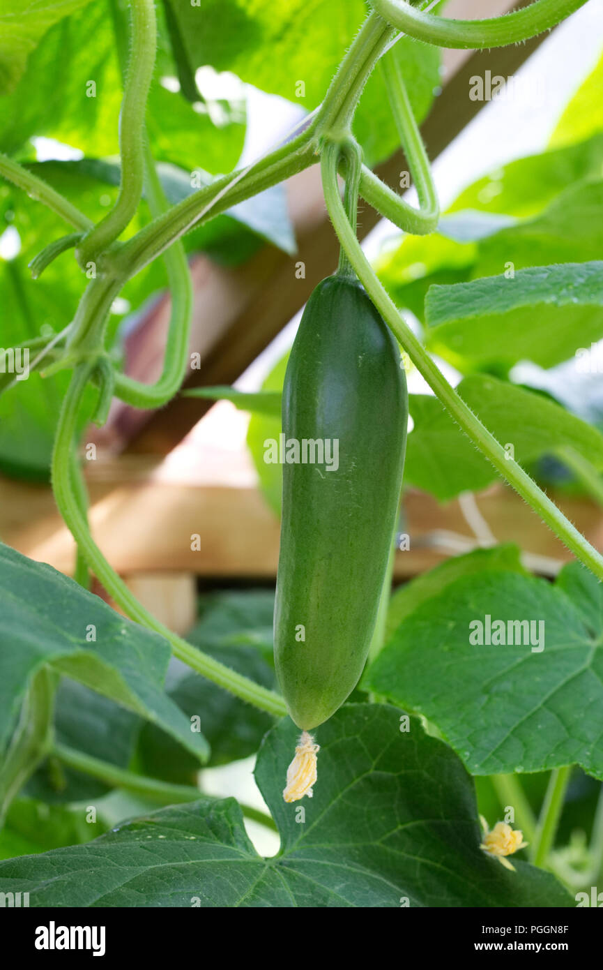 Cucumis sativus. Cucumber 'Diva' growing in a greenhouse. Stock Photo