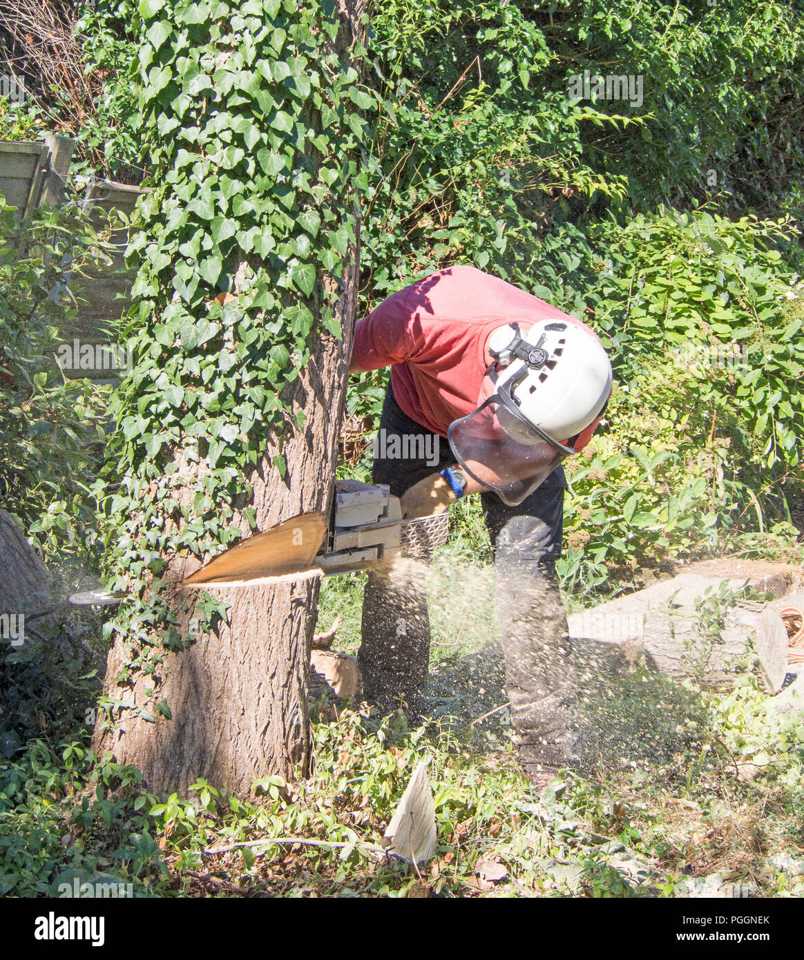 Male tree Surgeon using a chainsaw to cut down a small tree Stock Photo