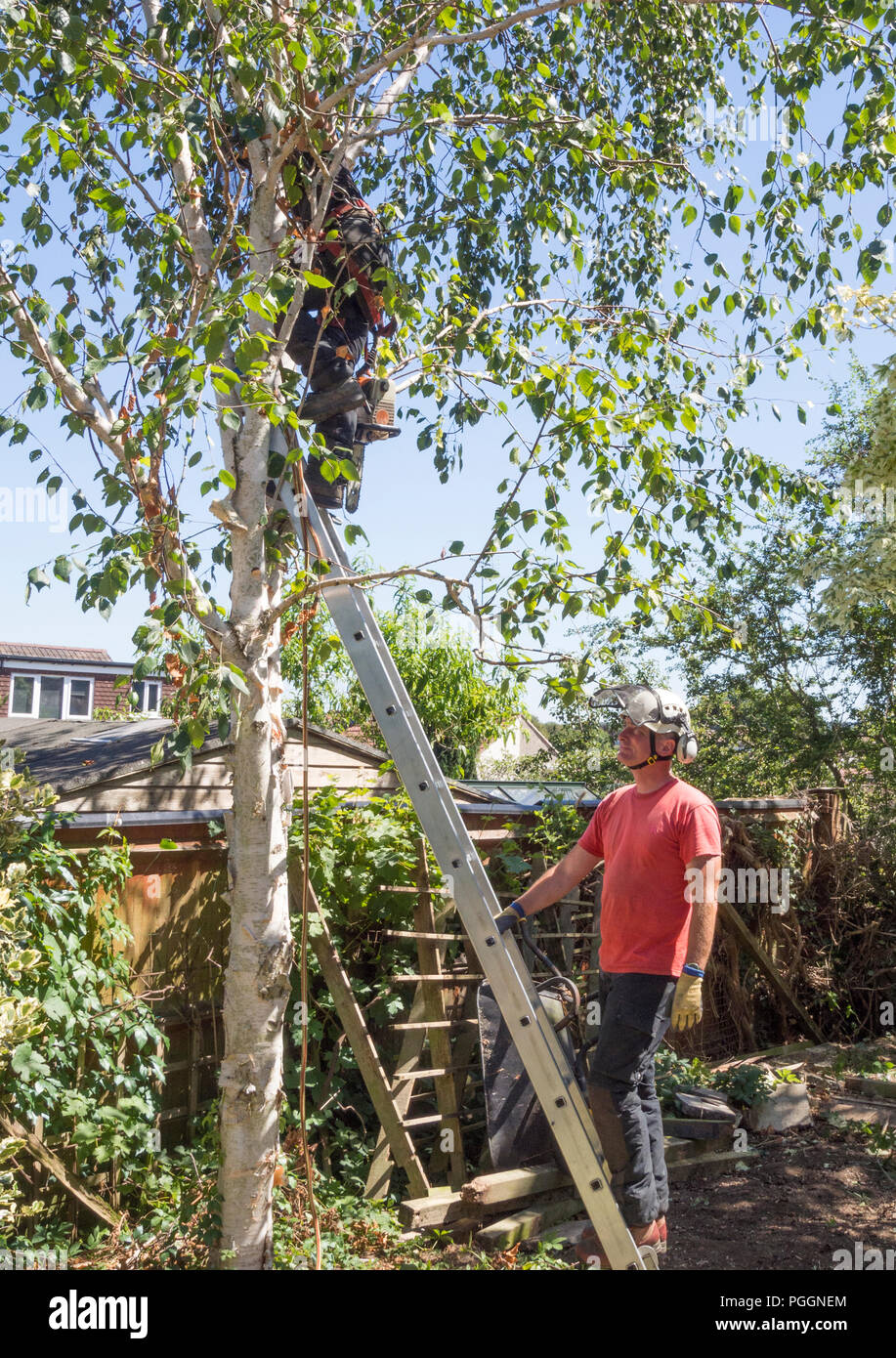 Man holds a ladder for a tree surgeon working up a tree. Stock Photo