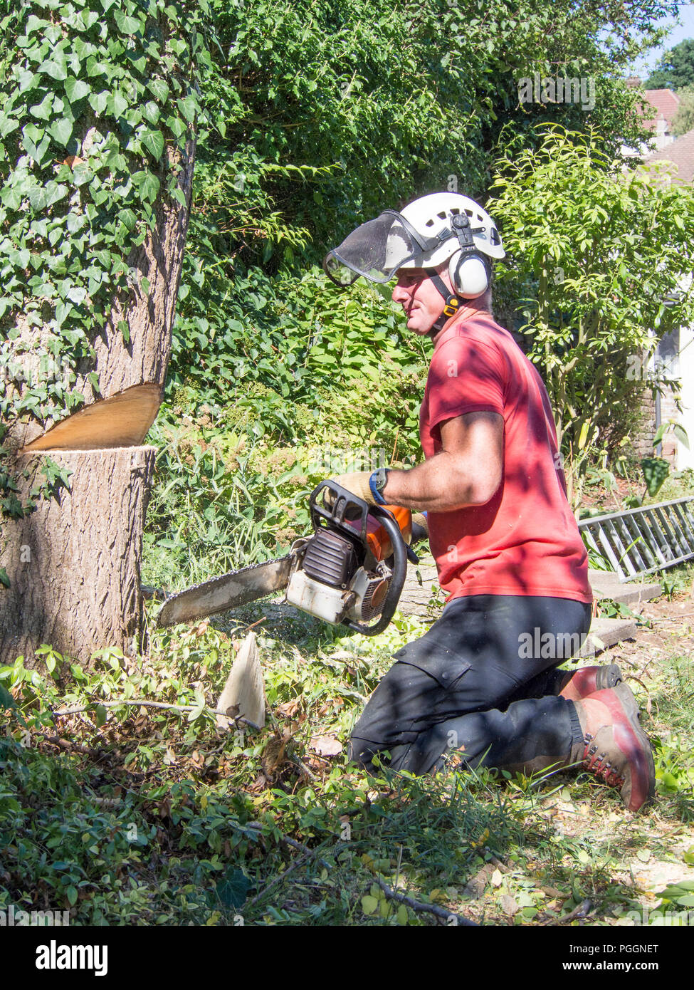 Tree Surgeon makes the first cut when cutting down a small tree Stock