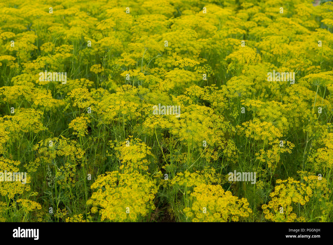field full of yellow fennel during summer time Stock Photo Alamy