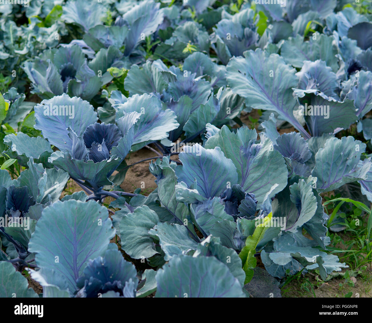 red cabbage growing in the field in rows during end of summer Stock Photo Alamy