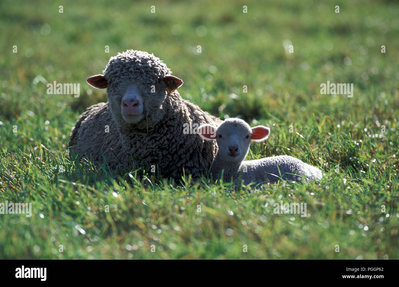 Sheep and lamb (Ovis aries) Brebis et agneau Stock Photo