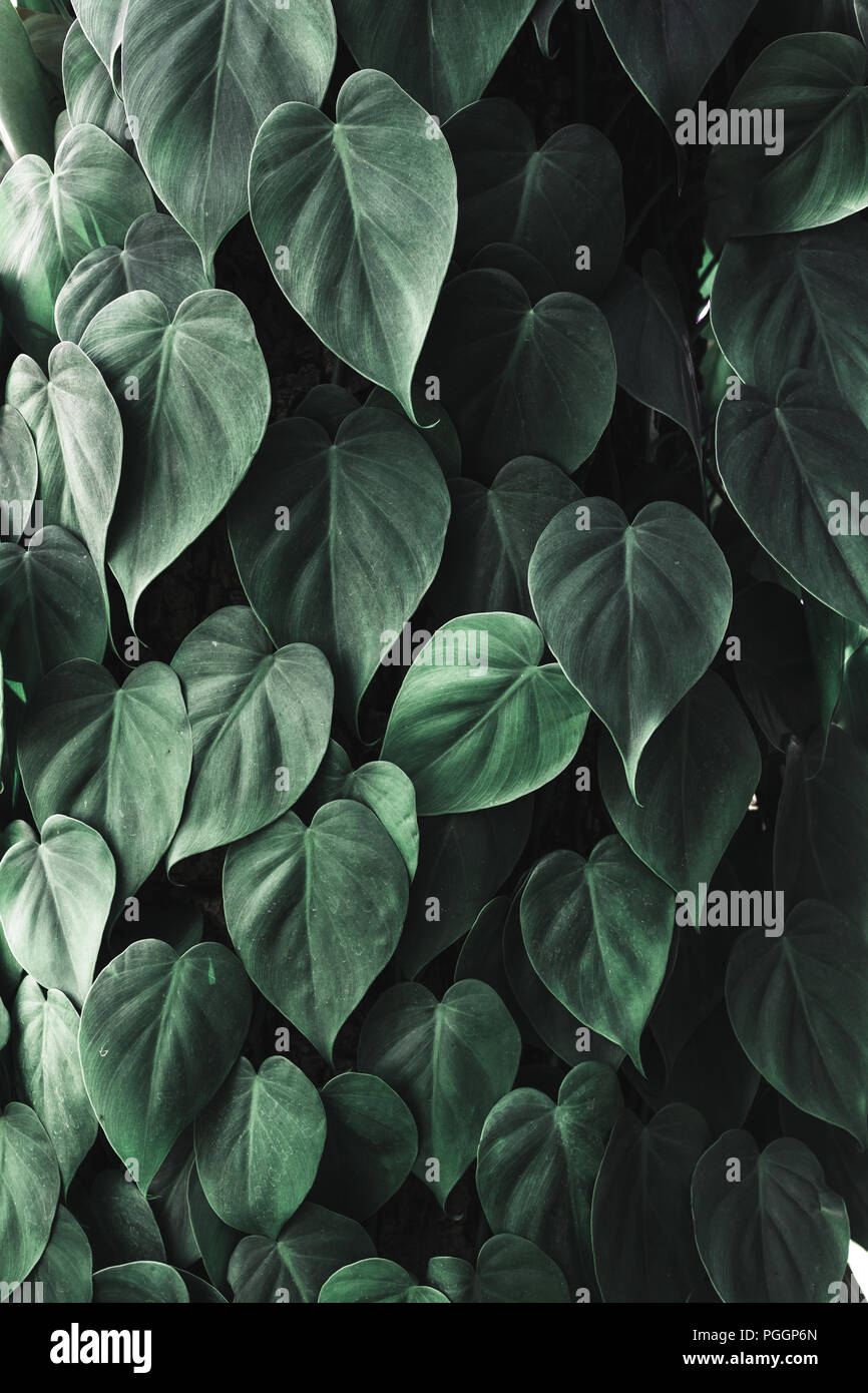 close up tropical dark green leaf foliage.abstract nature background Stock Photo