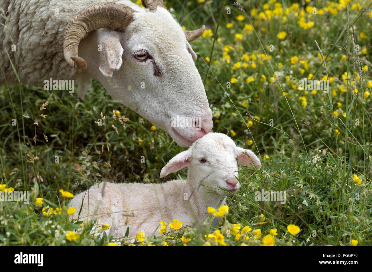Brebis High Resolution Stock Photography And Images Alamy