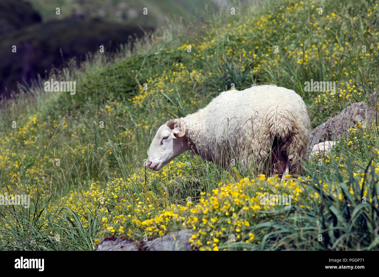 Brebis High Resolution Stock Photography And Images Alamy