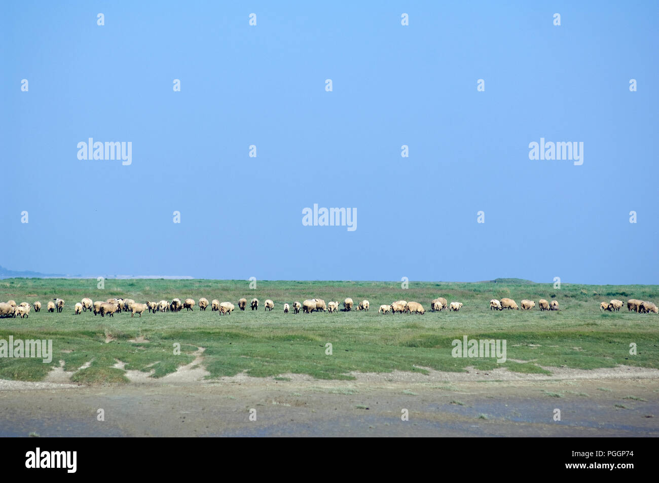 Sheeps (Ovis aries) from salty meadows - Bay de Somme - France Moutons des prés salés Stock Photo