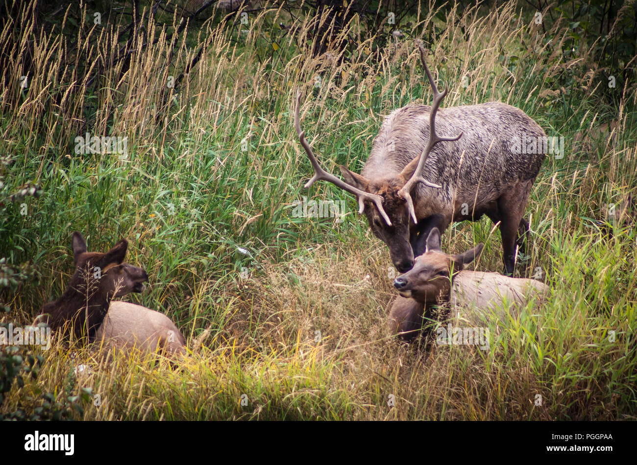 Male and female elk resting in tall grass Stock Photo Alamy