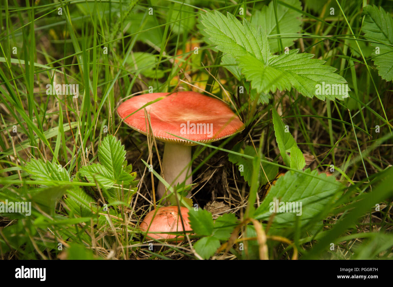 red russula mushroom at autumn time Stock Photo