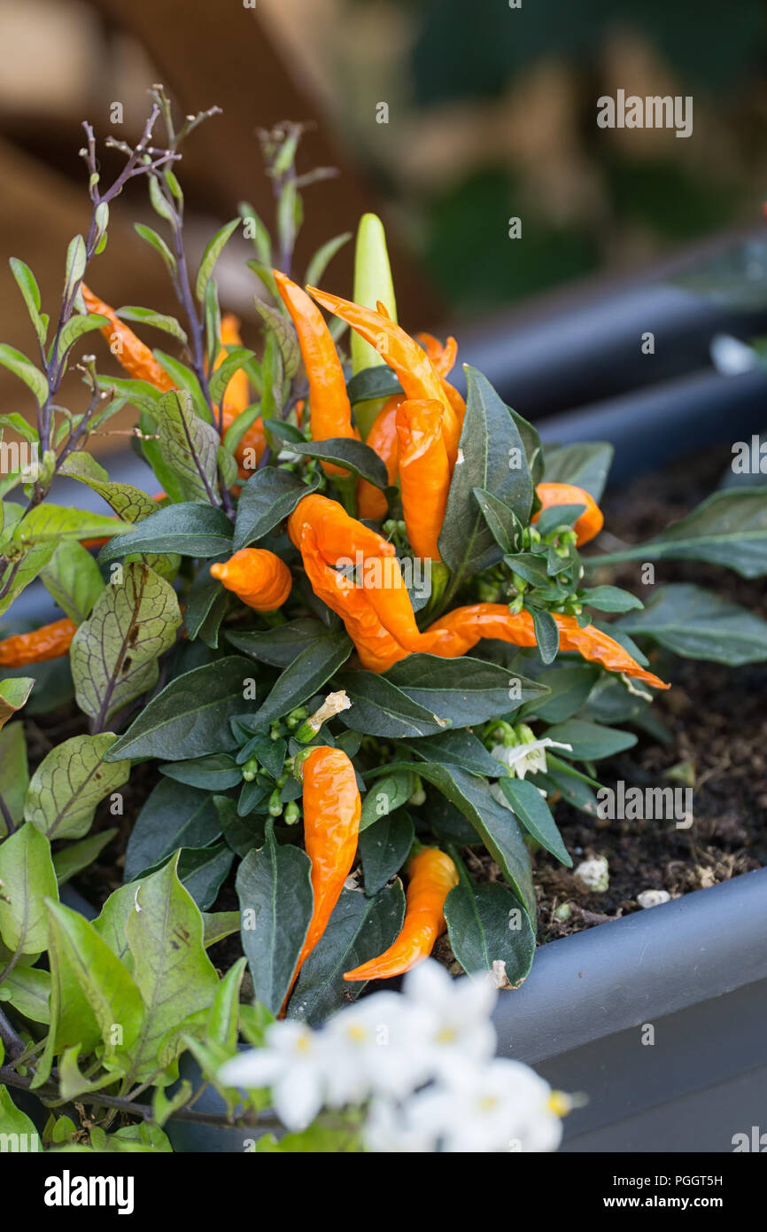 Orange pepper plant (Capsicum frutescens) Stock Photo