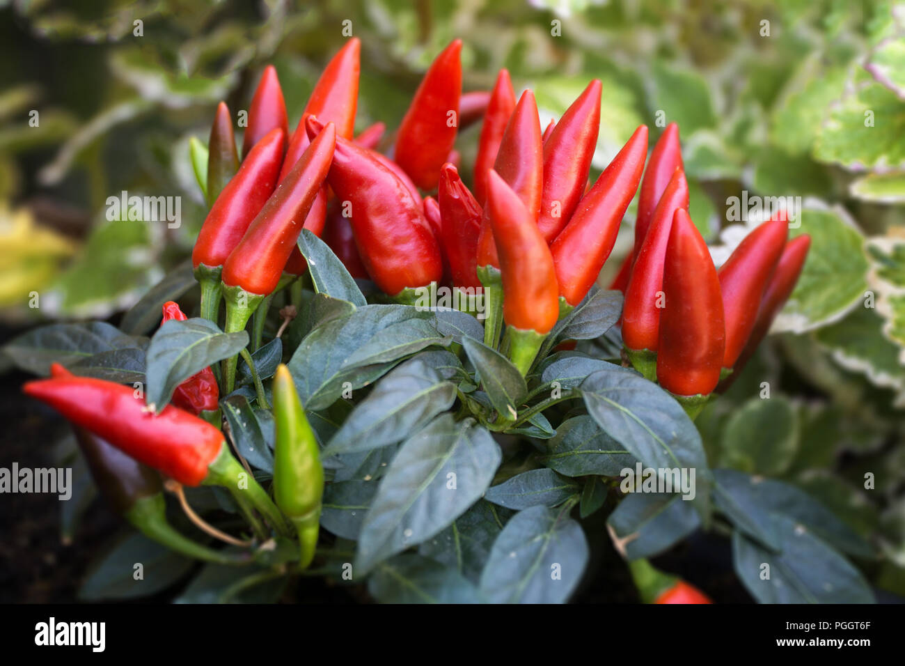 Red pepper plant (Capsicum frutescens) Stock Photo