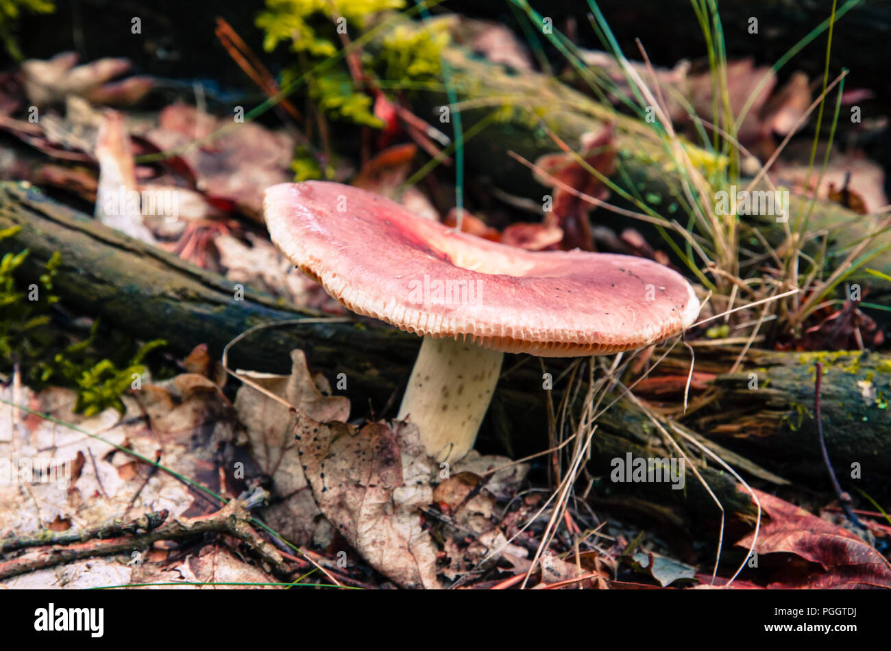 red russula mushroom at autumn time Stock Photo