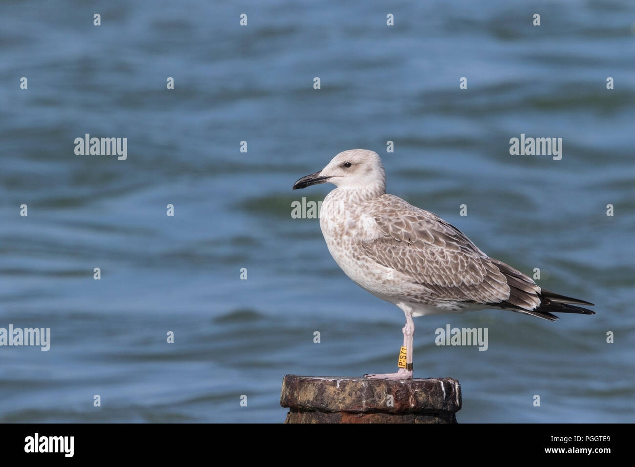 Caspian gull Larus cachinnans single juvenile with two bird bands on legs, at Cromer, Norfolk, UK Stock Photo
