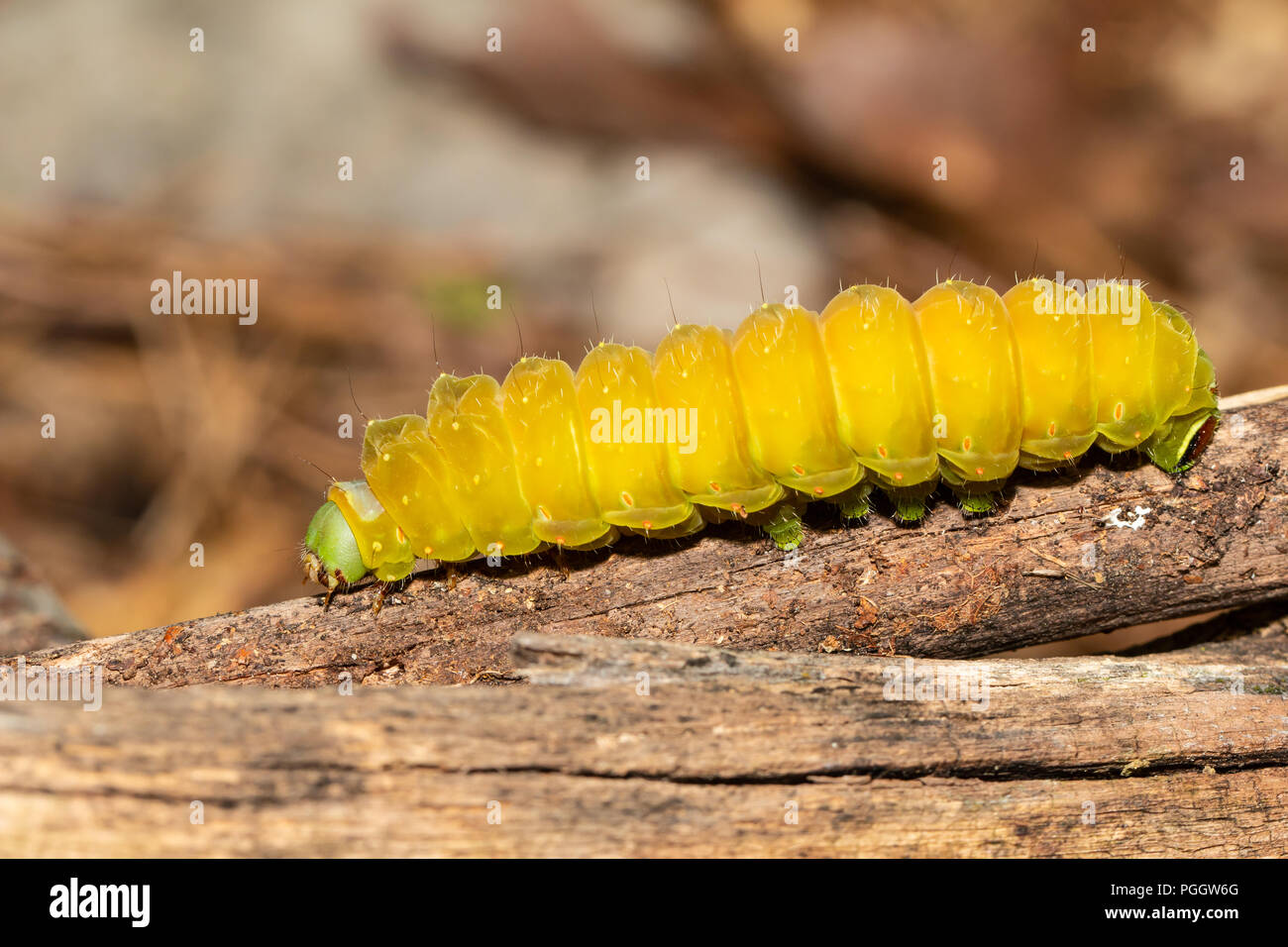 Luna Moth Caterpillar About To Pupate Actias Luna Stock Photo Alamy Luna Moth Caterpillar About To Pupate Actias Luna Stock Photo Alamy