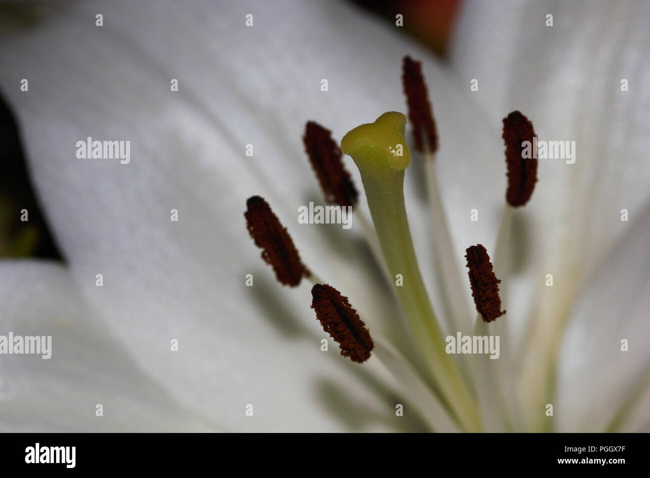 Stigma And Stamens Of A White Easter Lily Flower (Lilium longiflorum) Stock Photo