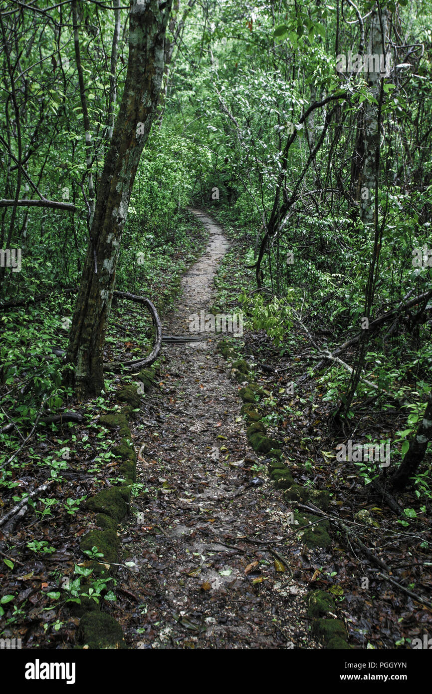 Path through tropical rain forest in Guatemala, Central America Stock Photo