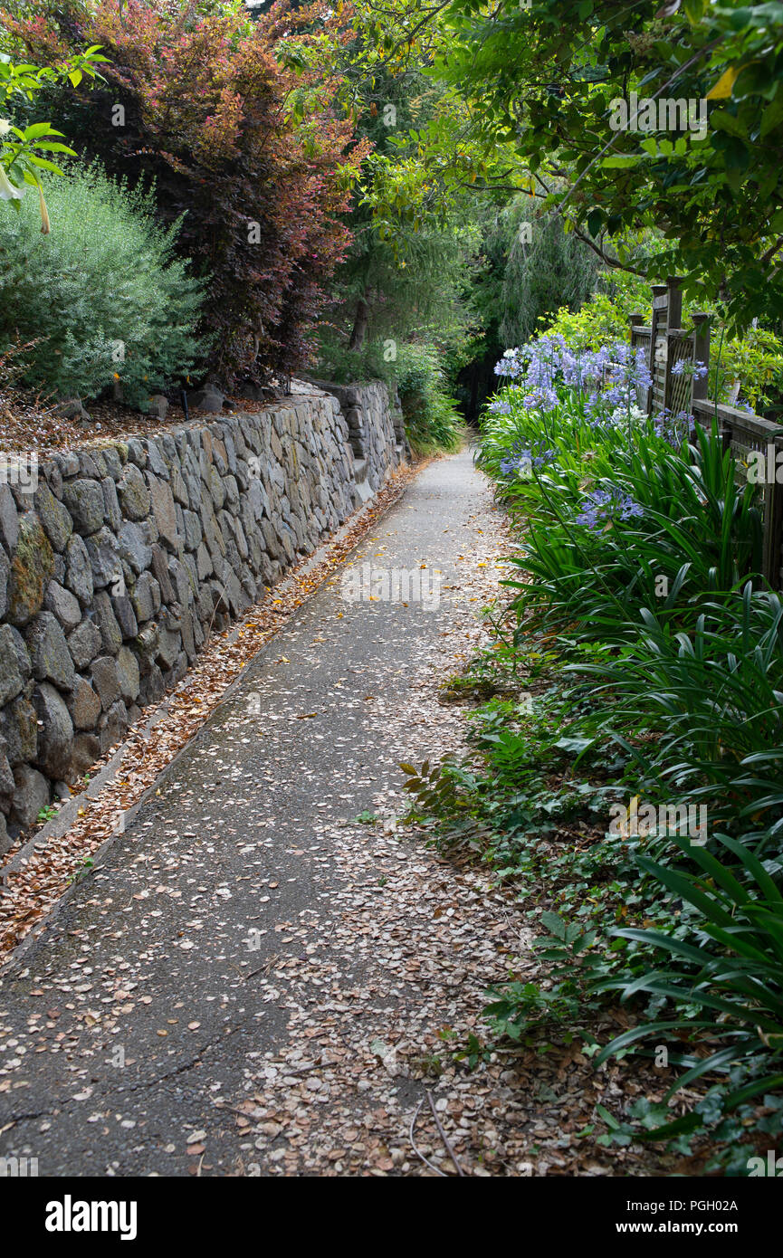 Fallen summer leaves line the Sunset Trail in Berkeley, CA. Stock Photo