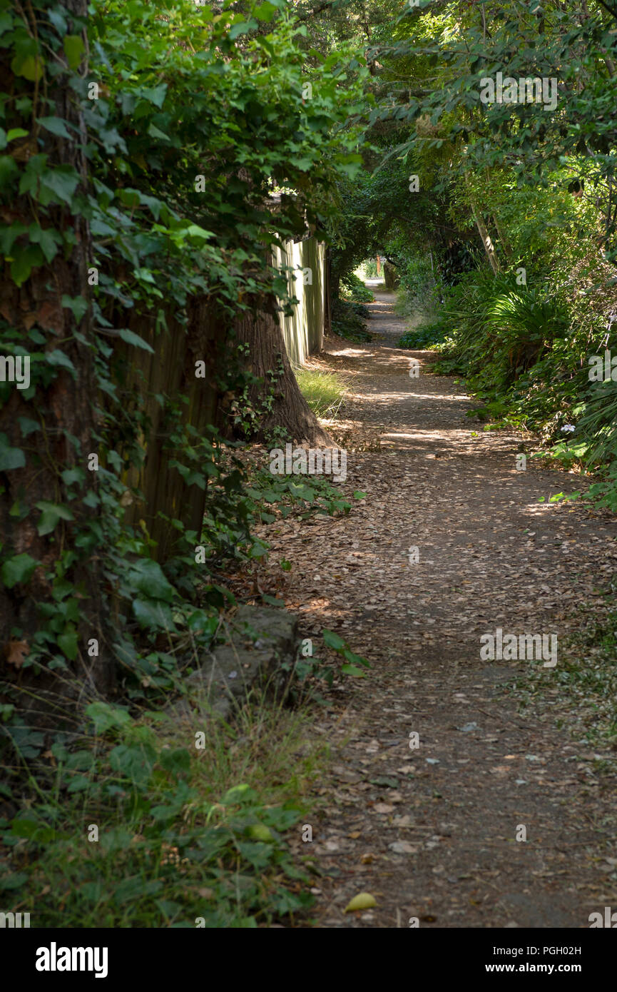 Lush foliage and trees line a sun-dappled the Sunset Trail in Berkeley, CA. Stock Photo