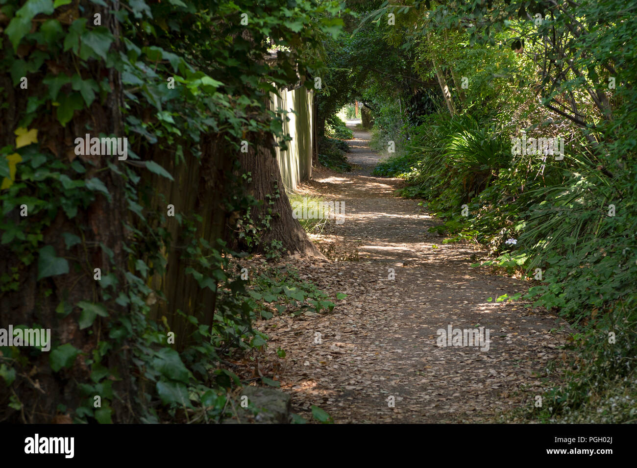 Lush foliage and trees line a sun-dappled the Sunset Trail in Berkeley, CA. Stock Photo