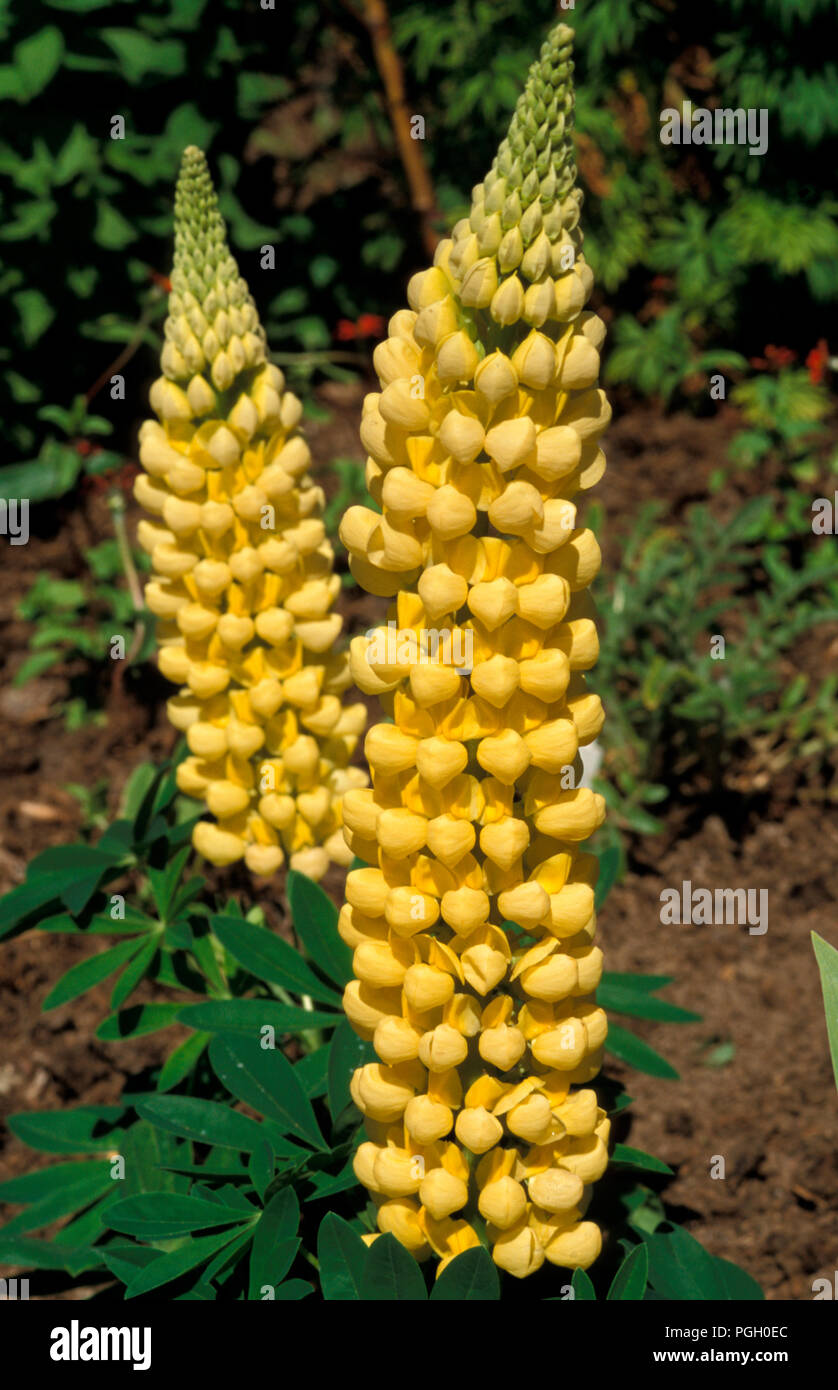 LUPINS (LUPINUS POLYPHYLLUS) 'DESERT SUN' RUSSELL HYBRIDS Stock Photo