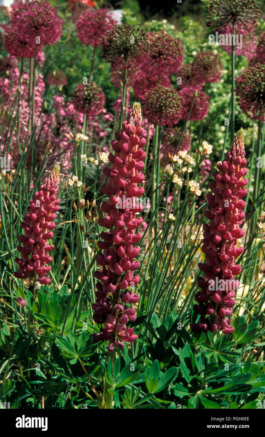 LUPINS (LUPINUS POLYPHYLLUS) 'BISHOPS TIPPLE' RUSSELL HYBRIDS Stock Photo