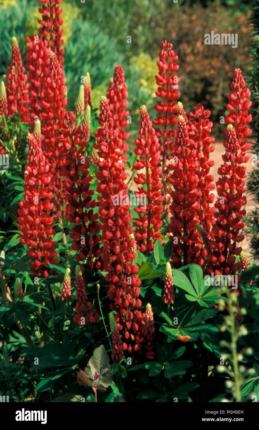 LUPINS (LUPINUS POLYPHYLLUS) RUSSELL HYBRIDS 'THE PAGE' Stock Photo